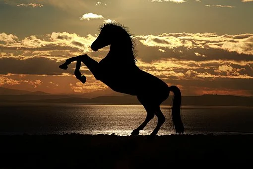 De Tijger en het Paard