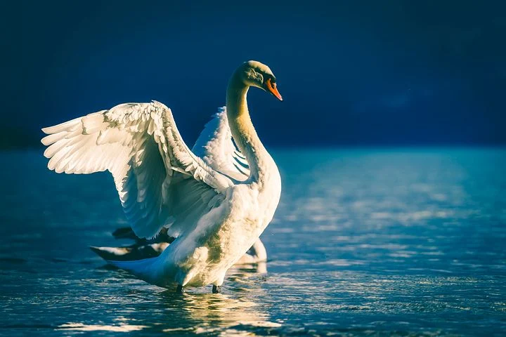 Wing of Love: Ik sla mijn vleugel(s) uit
